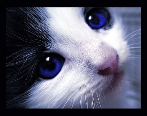 Beautiful Kitten !, cute, bonito, kitten, blue eyes, HD wallpaper | Peakpx