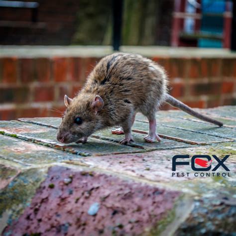 Top-Rated Rat Exterminators Near You in Fort Worth, TX (Same Day Rat Removal*) Fort Worth Rat ...