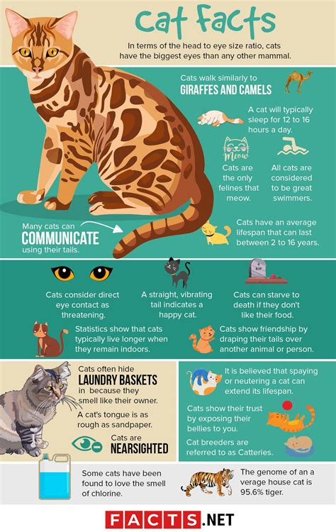 Cat facts, Cat infographic, Cats