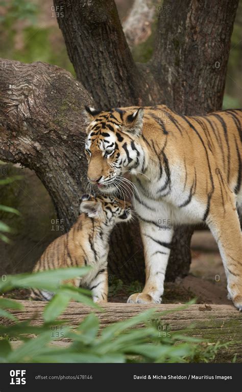 Siberian tiger mother and cub stock photo - OFFSET