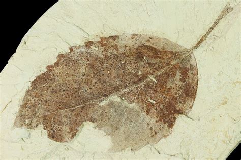 3" Miocene Fossil Leaf (Populus) - Augsburg, Germany (#139270) For Sale - FossilEra.com