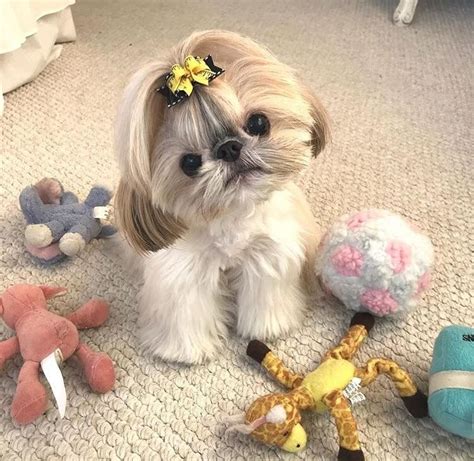 Such a cute baby, #dog | Shih tzu puppy, Shih tzu, Cute baby animals