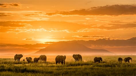 Download African Animals Elephant Herd Wallpaper | Wallpapers.com