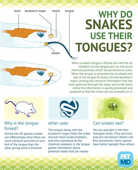 Lucy Conklin Illustration: Snake Tongue Infographic