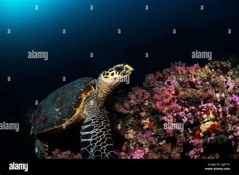 Coral reef scenery Stock Photo - Alamy