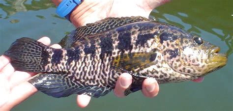 Fish Rules - Cichlid, Jaguar Guapote in FL State Waters