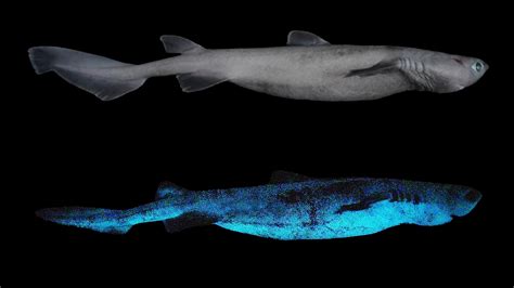 Largest Glowing Shark Species Discovered Near New Zealand - The New York Times