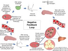 Feedback Loop Examples