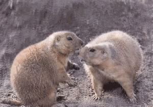 Prairie Dog Animals GIF - PrairieDog Animals Rodent - Discover & Share GIFs