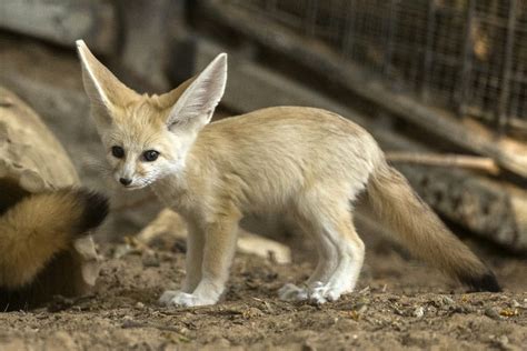 Newborn fennec foxes frolic in Ramat Gan Safari | The Times of Israel