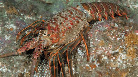 The California Spiny Lobster | California Diving News