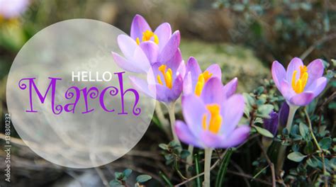 Hello March wallpaper, spring garden background, purple flowers Stock Photo | Adobe Stock