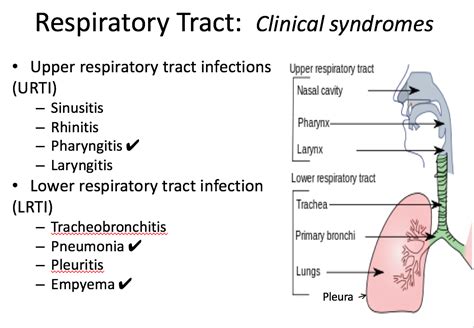 Pin by BOYA RAMU on Doctor Ramu | Lower respiratory tract infection ...