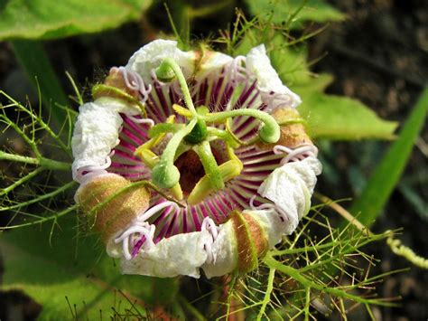 passiflora (Passiflora foetida) | Passiflora, Planting flowers, Passion flower