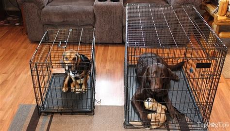 Best Dog Crate Review & Side-by-Side Comparison (Test Video)