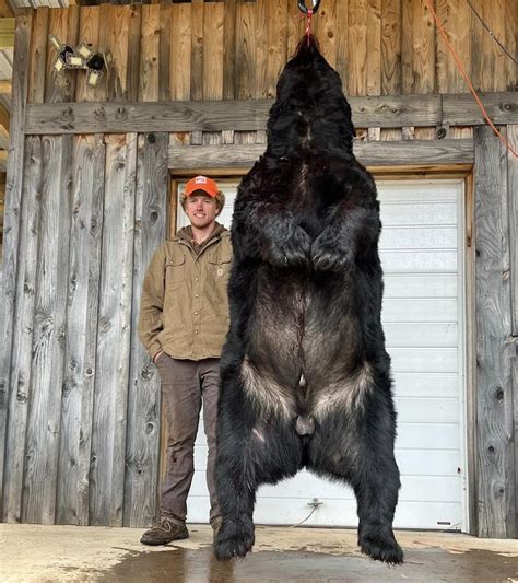 Photos: Hunter Harvests Record-Breaking Black Bear | MeatEater Conservation News