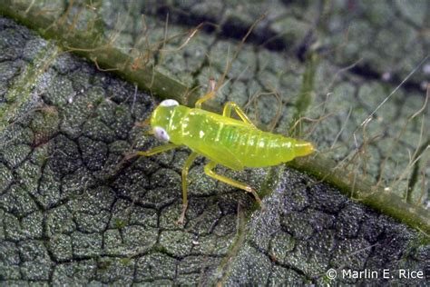 It's a bug's life: Potato leafhoppers have arrived