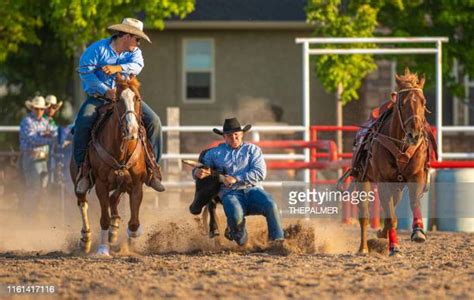 1,651 Steer Wrestling Stock Photos, High-Res Pictures, and Images - Getty Images