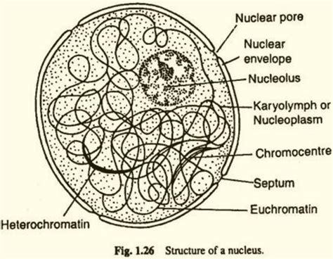 Please Draw A Well Labelled Diagram Of Nucleus Please Experts Answer | Porn Sex Picture