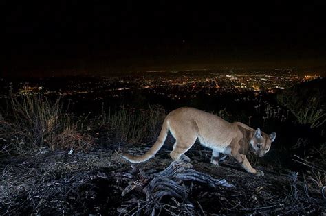 Trail Camera in L.A. Captures Mountain Lion Above City Lights | PetaPixel