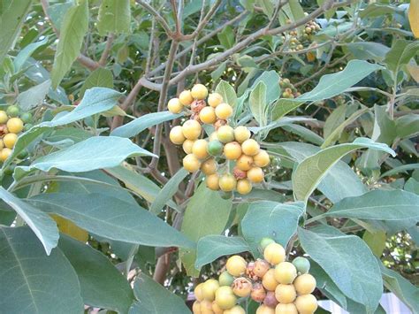 Woolly nightshade (tobacco weed) – Weed Action Native Habitat Restoration Trust, Northland, New ...