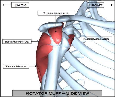 Rotator Cuff Anatomy Diagram