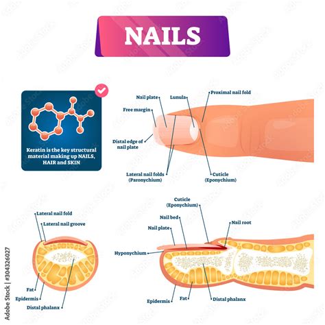 Nail anatomy structure diagram, vector illustration Stock Vector ...