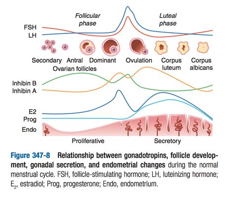 reproduction - How does my body know how long a month is? - Health ...