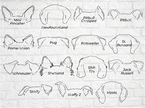 Dog Ear Outline SVG PNG Bundle 45 Breeds Line Drawing | Etsy UK
