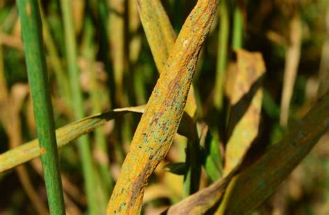 Rust Fungus: Controlling and Preventing Infection | The Seed Collection