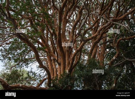 The Arrayanes forest in Argentina's Lake District Stock Photo - Alamy