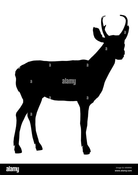 Black deer art illustration silhouette on a white background Stock ...