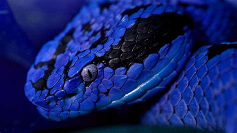 Closeup View Of Blue Black Python Snake HD Animals Wallpapers | HD Wallpapers | ID #59174