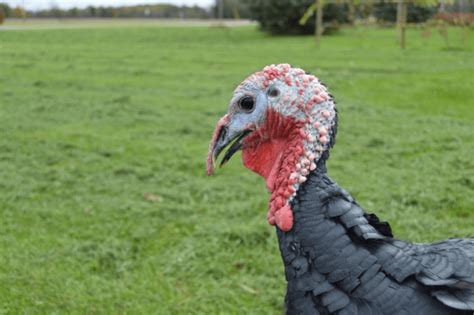 Breed Spotlight: Raising Heritage Turkeys | Meyer Hatchery Blog | Meyer ...