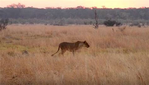 Cecil's Family Shown Thriving In Stunning New Footage - The Dodo