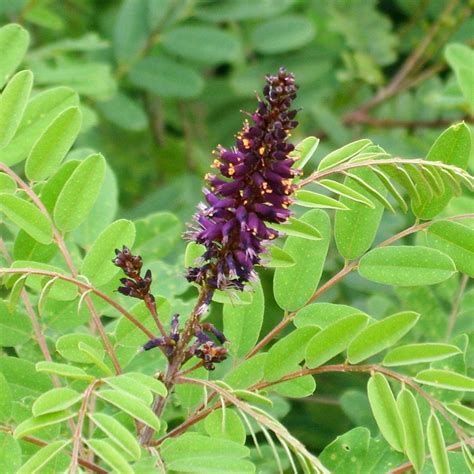 False Indigo - (Amorpha fruticosa)