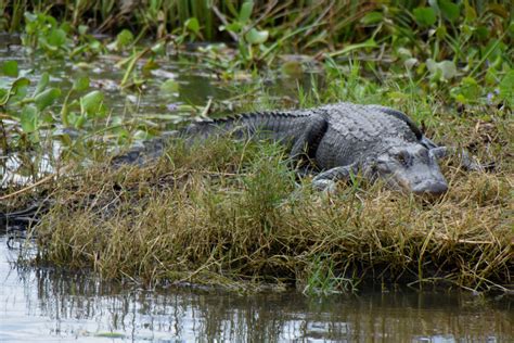 Alligator Action | Airboat Adventures | Swamp Tours New Orleans