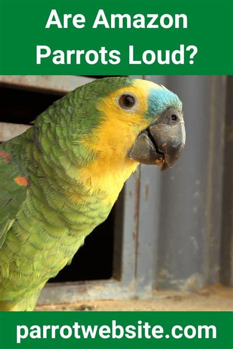 Are Amazon Parrots Loud? (Or Are They Quiet?) - Parrot Website