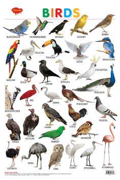 23 Zoo animals names list ideas | animals name list, animals name in ...