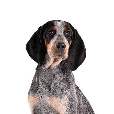 Bluetick Coonhound - Breed Info - Petland Independence, Missouri