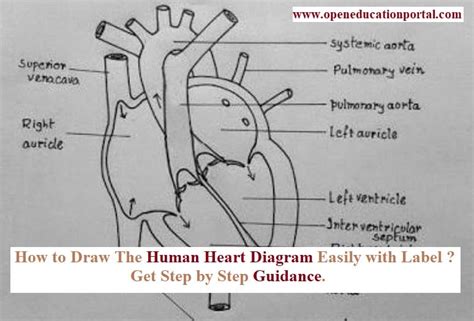 How To Draw A Diagram Of The Heart - Resolutionrecognition4