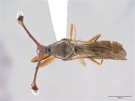 Insect Image of the Week: Stalk-eyed fly