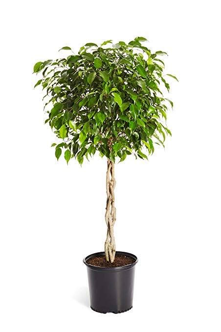 Benjamina Twisted - Ficus - Indoor Plants | Plantshop.me