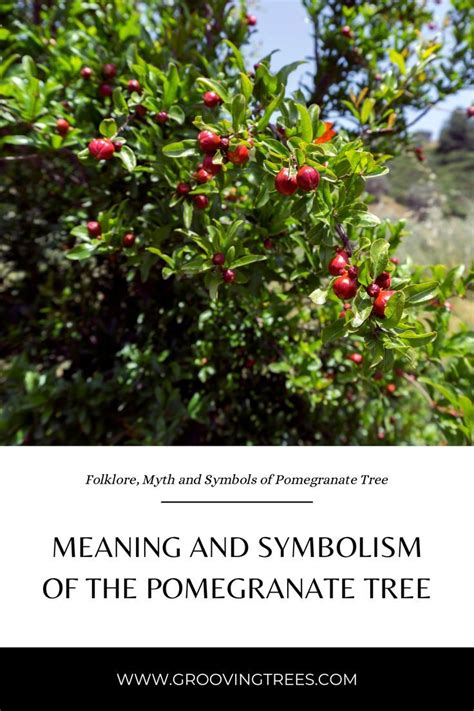 The Symbolism and Meaning of the Pomegranate Tree | Tree meanings ...