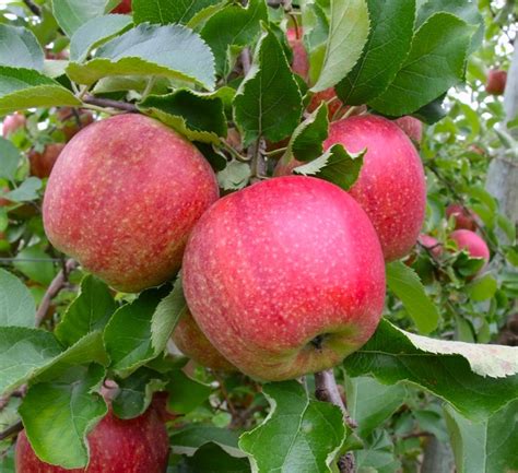 Dwarf Jonagold Apple Tree - An exclusive dessert apple! (2 years old a ...