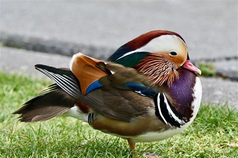 Mandarin Duck Animal - Free photo on Pixabay - Pixabay