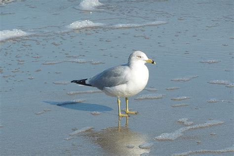 Hilton Head Island Wildlife