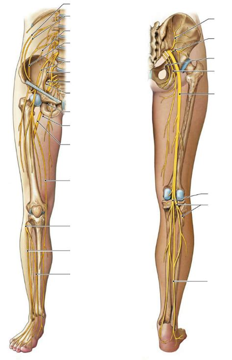 Lumbar Sacral Nerve Anatomy