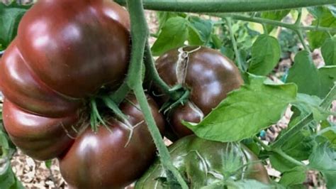 Purple Cherokee Tomato Plant Care — A Definitive Guide