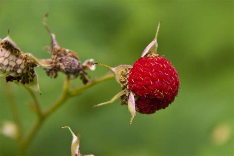 Minnesota Seasons - thimbleberry